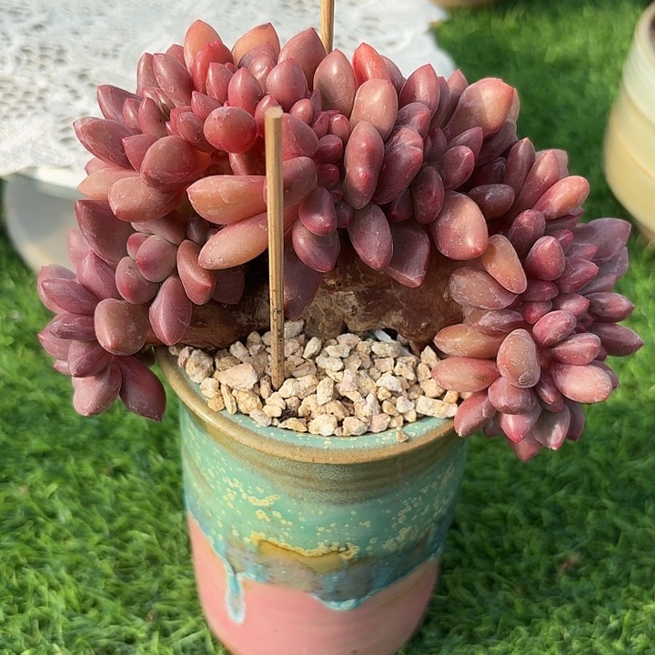 爱丽儿缀，精品多肉，一物一拍