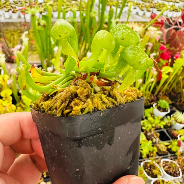食虫植物眼镜蛇瓶子草高山稀有品种水陆苔藓缸造景可爱萌物盆栽