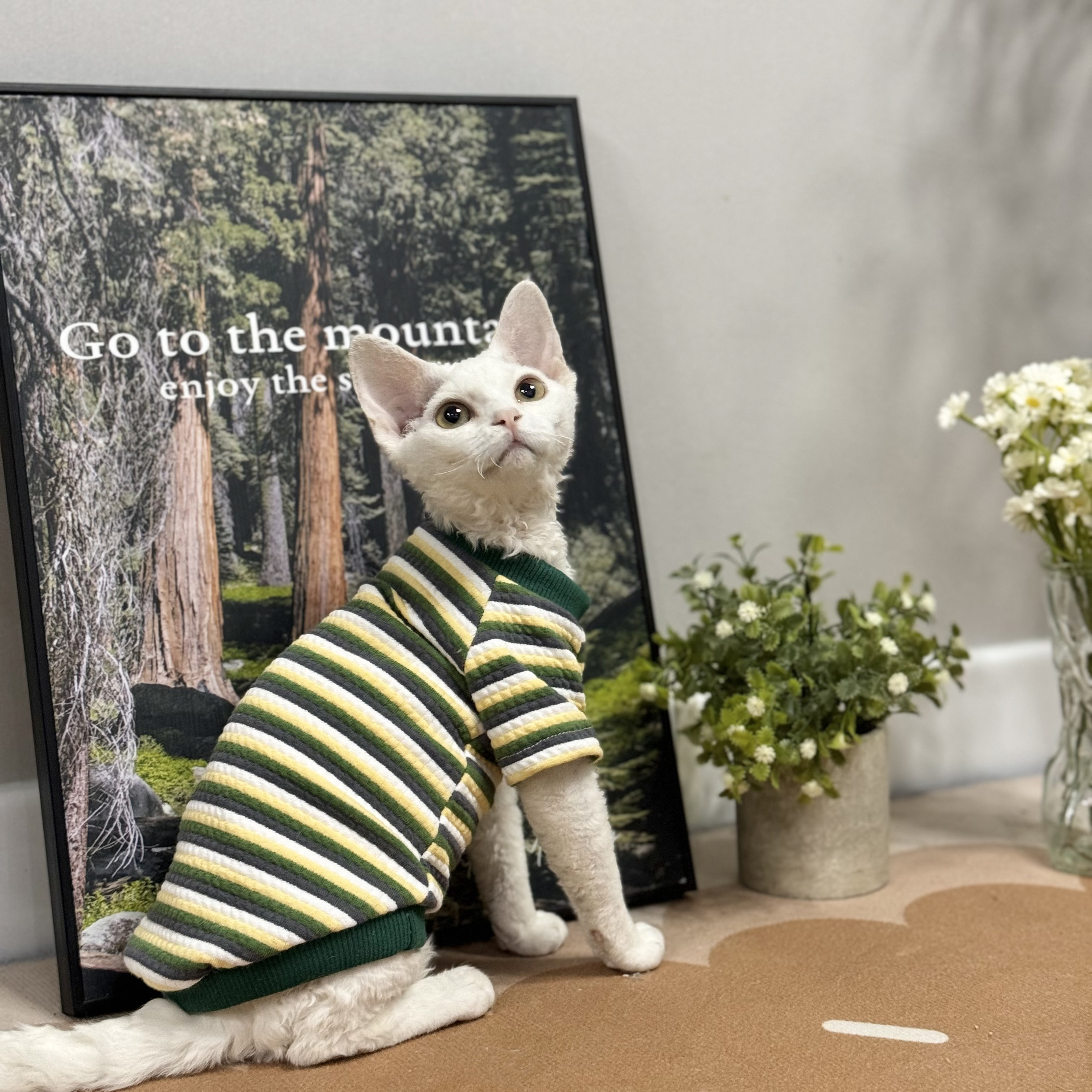 无毛猫德文春夏棉背心短袖帅气舒适华夫格斯芬克斯衣服