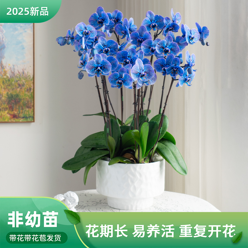 高端鲜花蝴蝶兰【马卡龙AFD】系列盆栽精品鲜花带花卉开花