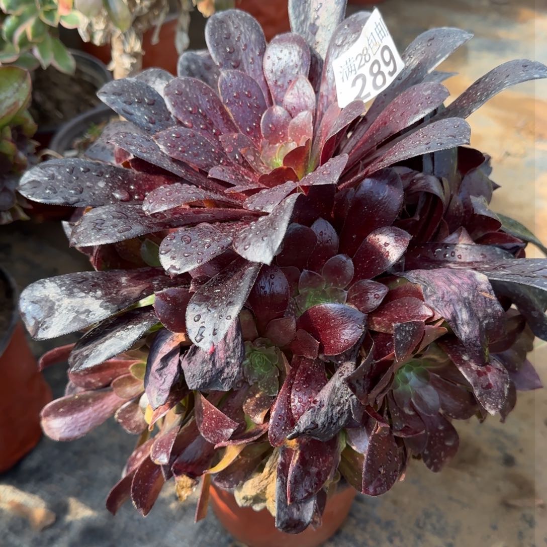 梅花博迪289满28包邮断枝不包