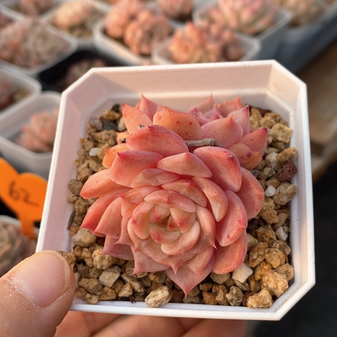 精品多肉一物一拍不包整31