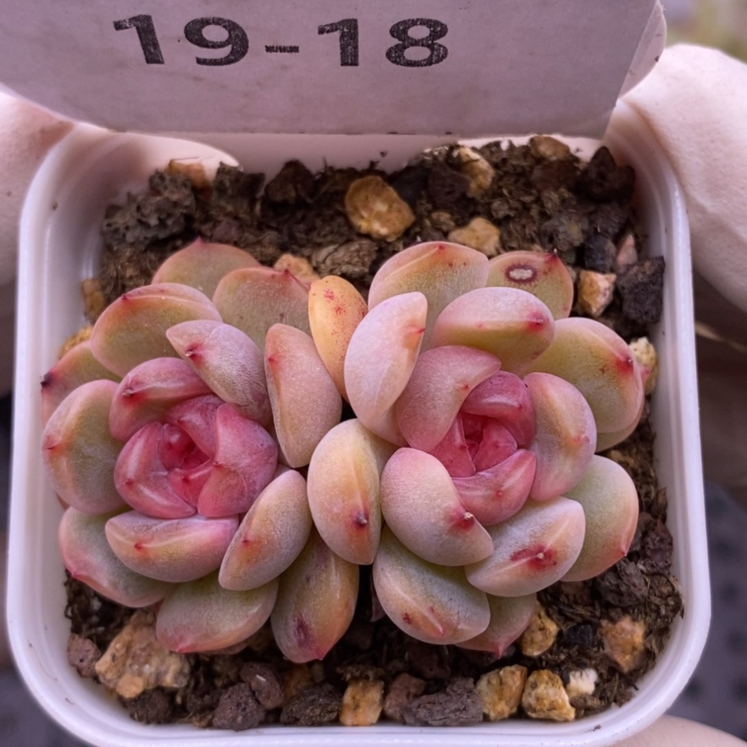 【闪购商品】19-18红恋