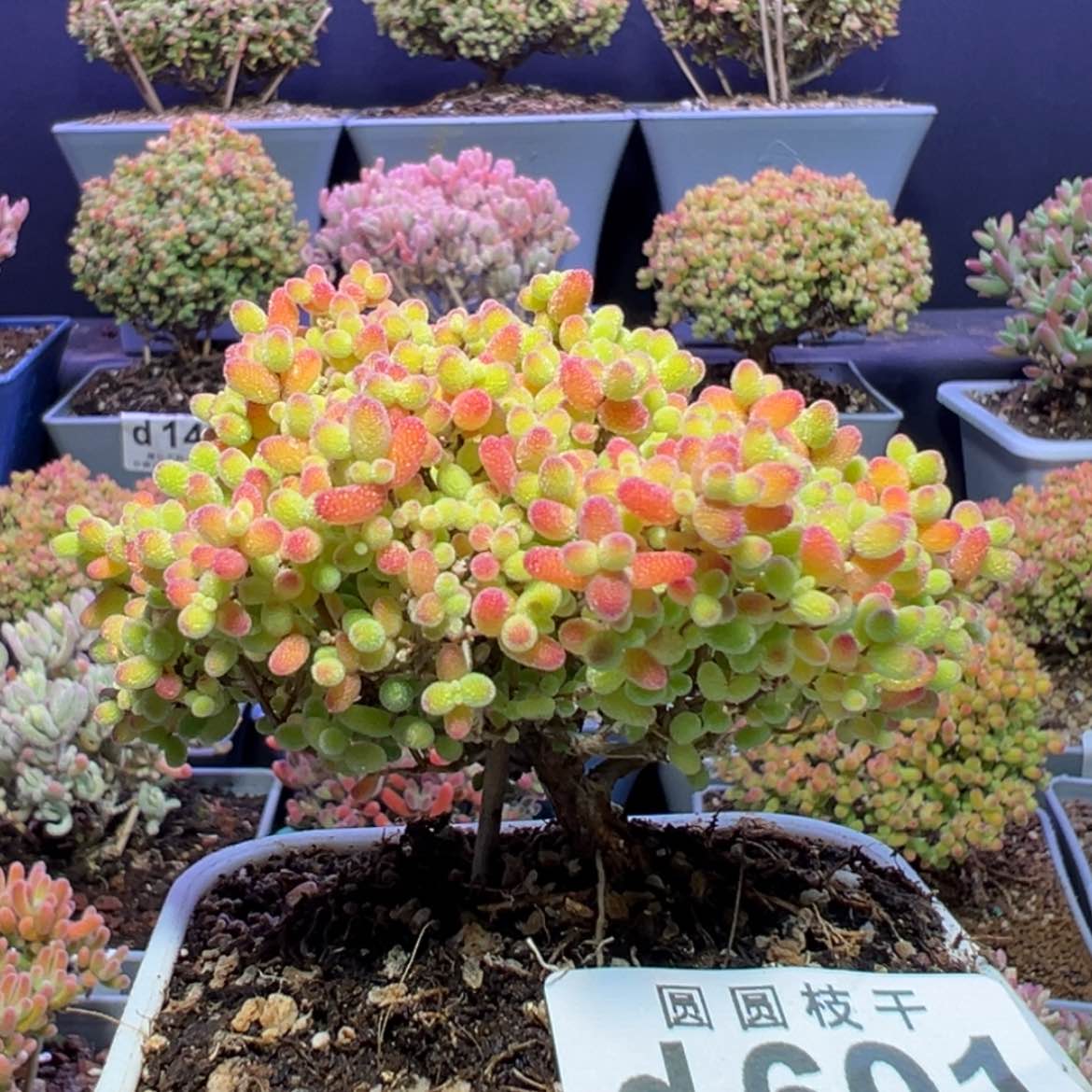 【闪购商品】d601老桩蜜橘冠幅8.5cm