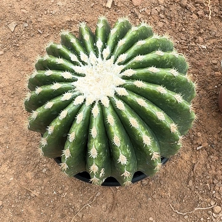 淡**过裸虎。              