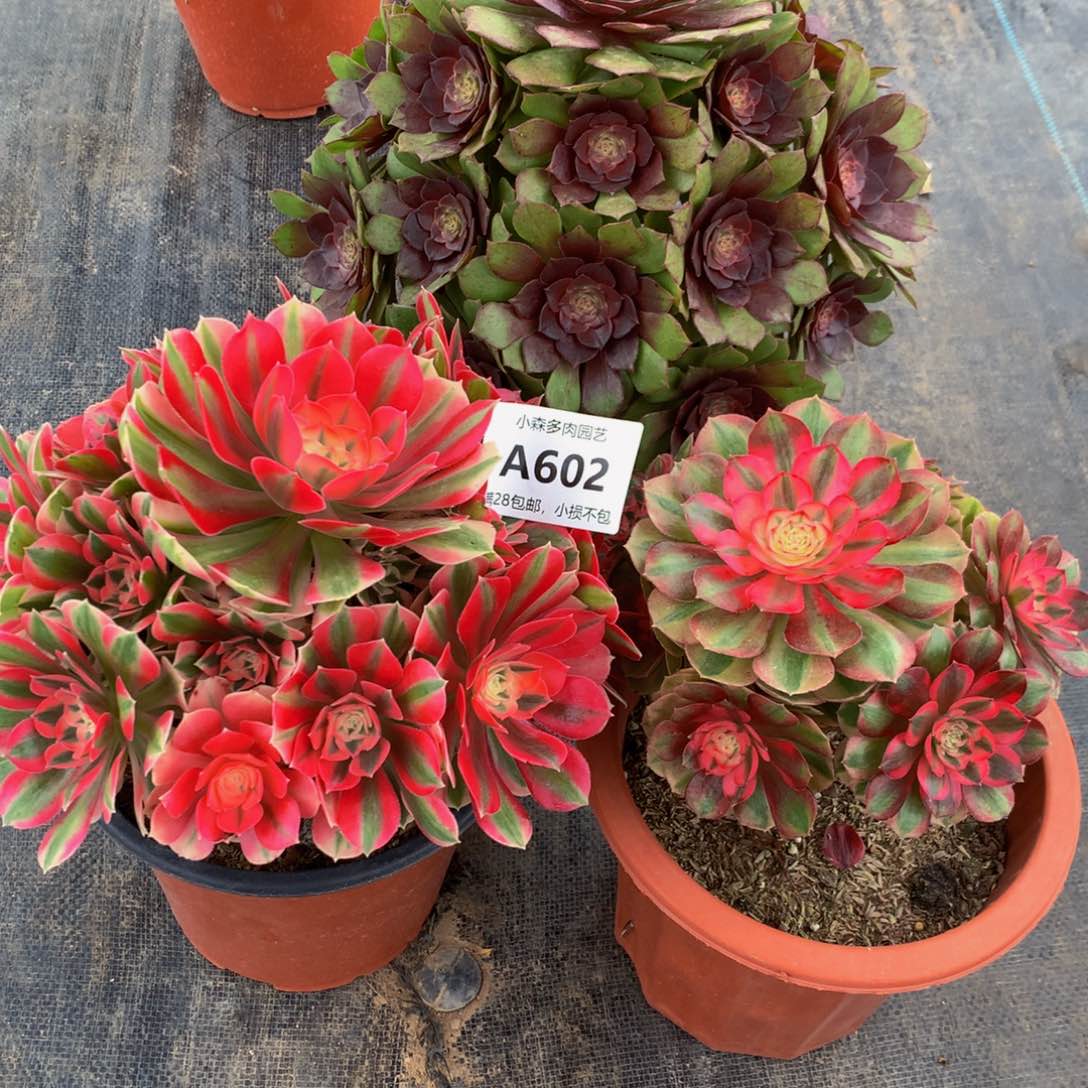 心**愿602红魔女巫万白888888888888