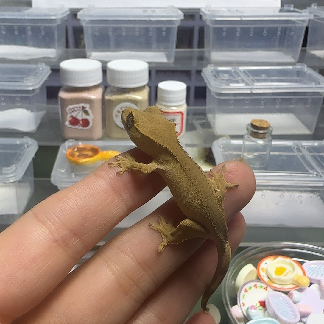 爱****睫角守宫双红大幼的+果泥