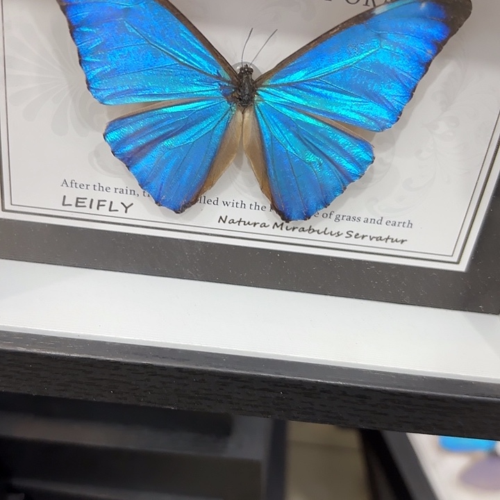 睡***局蝴蝶标本定制451@