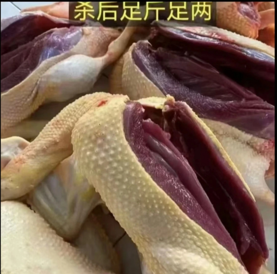 精选三只农家自然散养土麻鸭新鲜宰杀五谷喂养顺丰包邮无掌翅