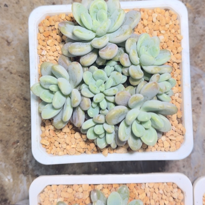 海妮亚 群生  一物一拍