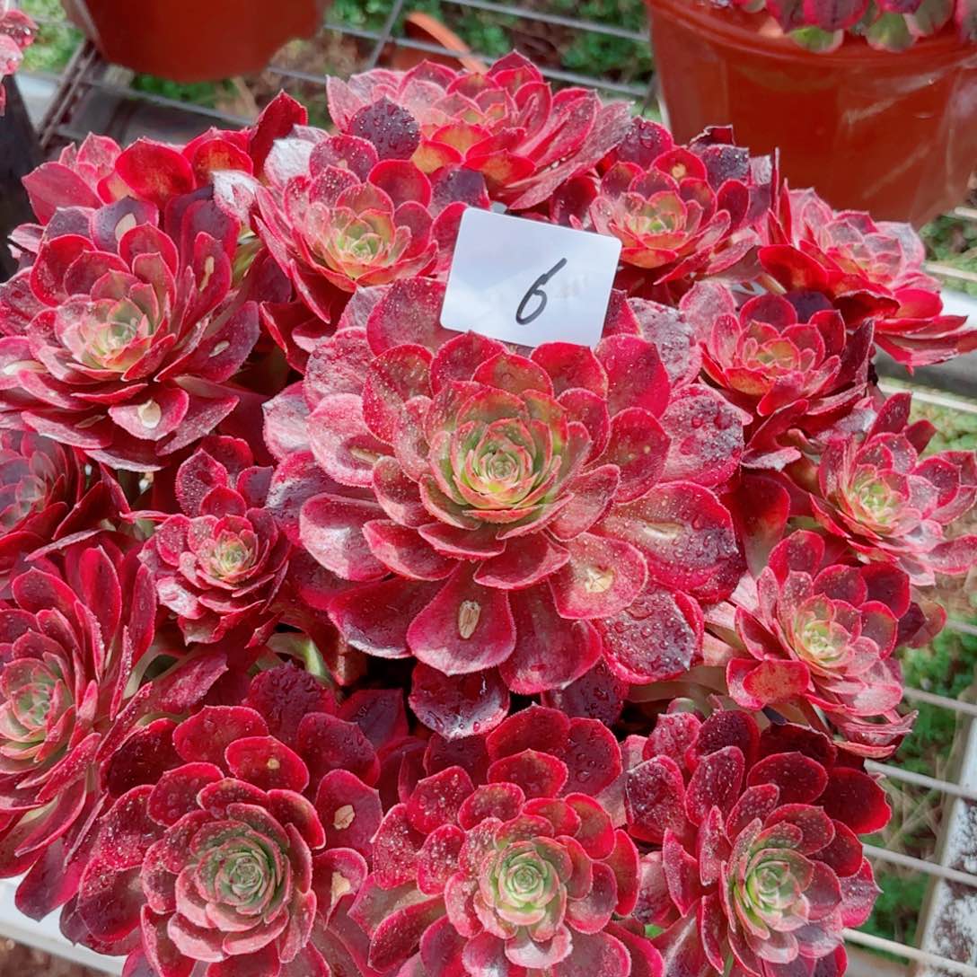 一物一拍多肉法师06