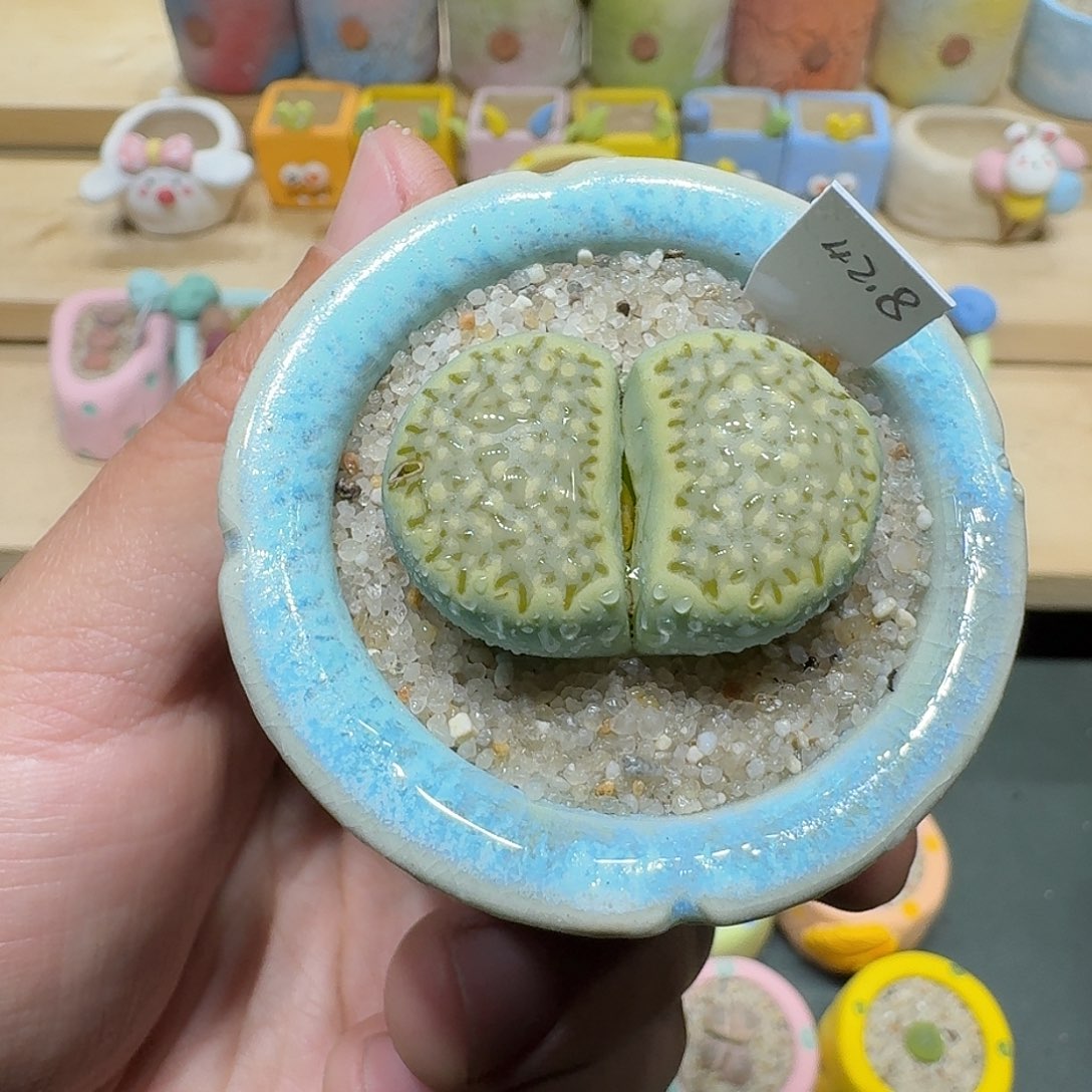 红陶蘑菇530奶油绿饼