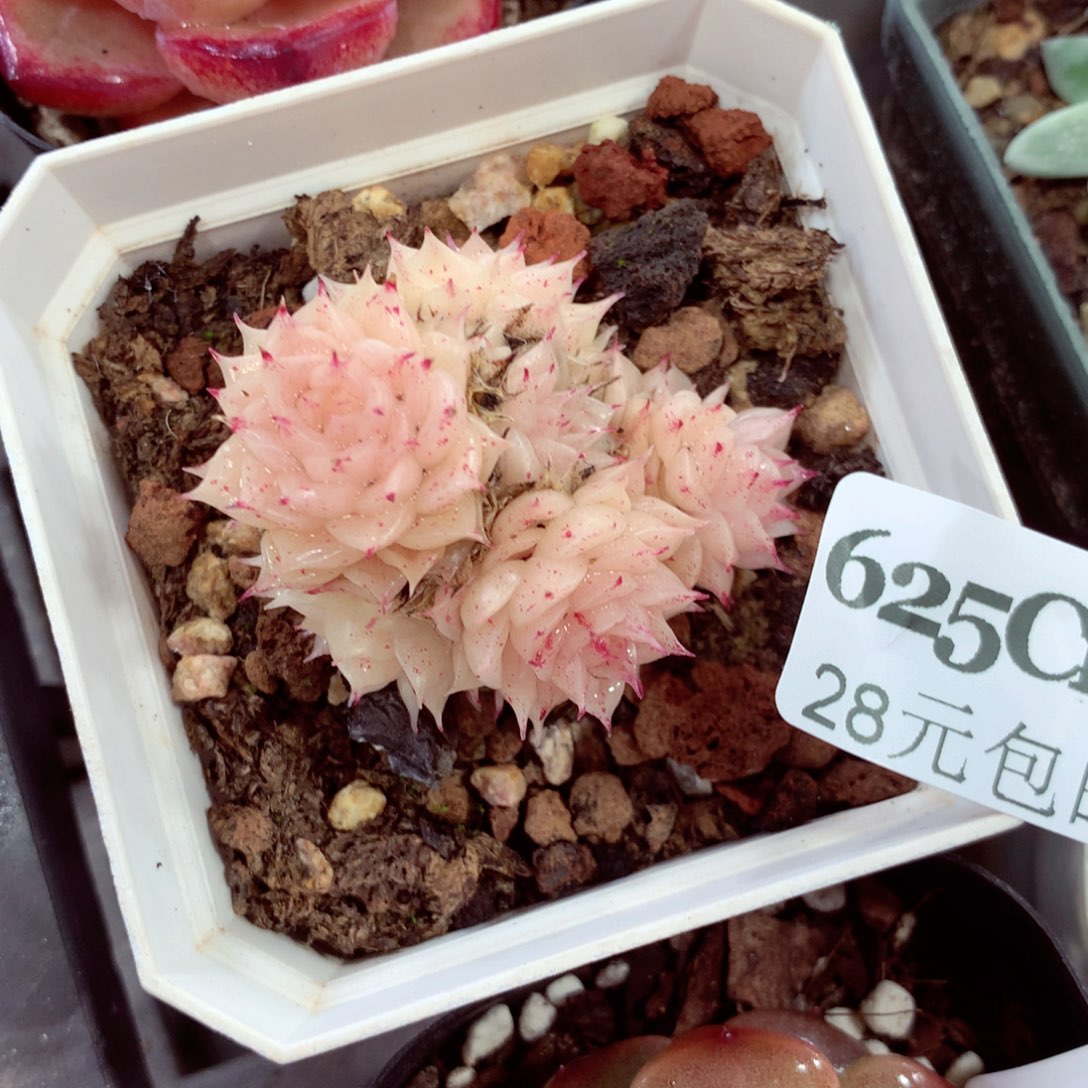5厘米盆精控多肉625