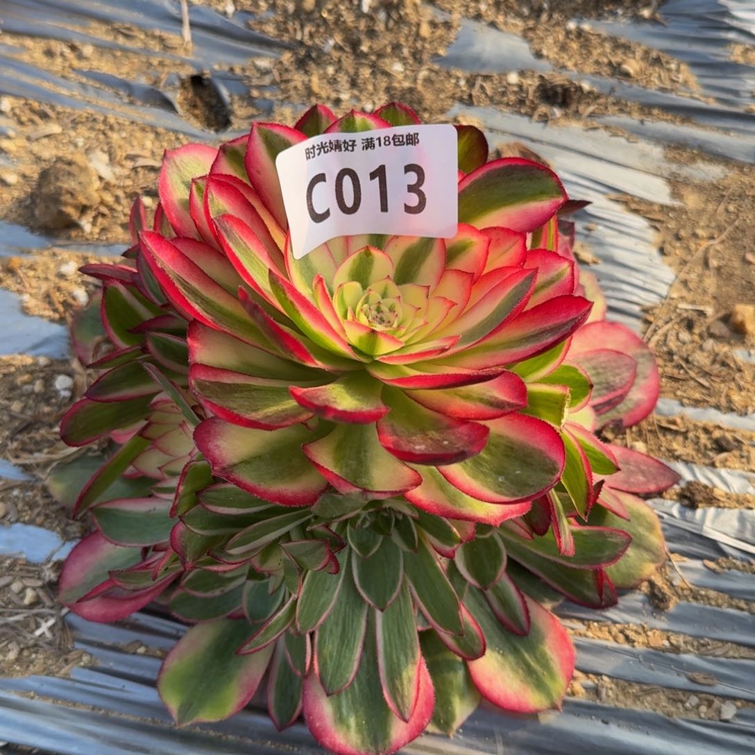 013荔枝多肉植物