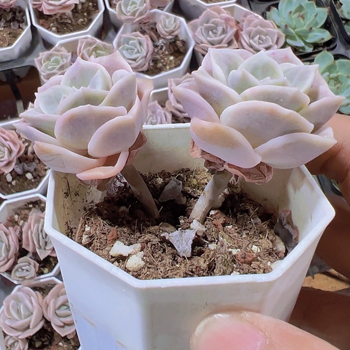 可爱玫瑰精品多肉植物大战