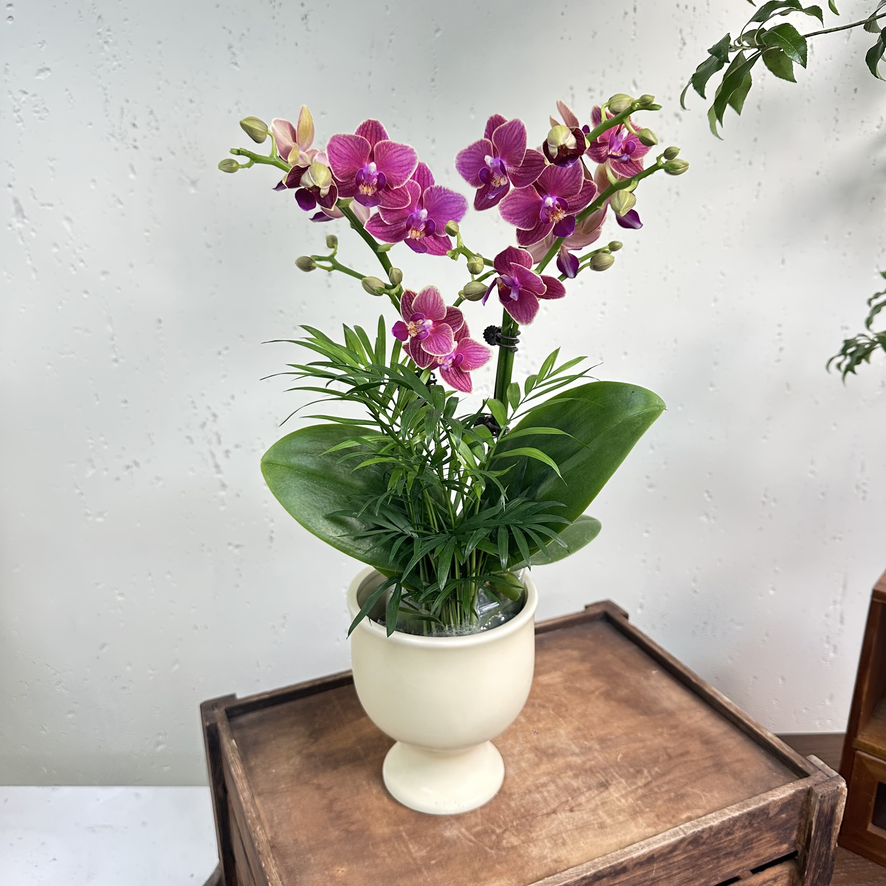 ThePetal8优选【金边玲珑】-花卉组盆带花带花苞种植基地发货1-2