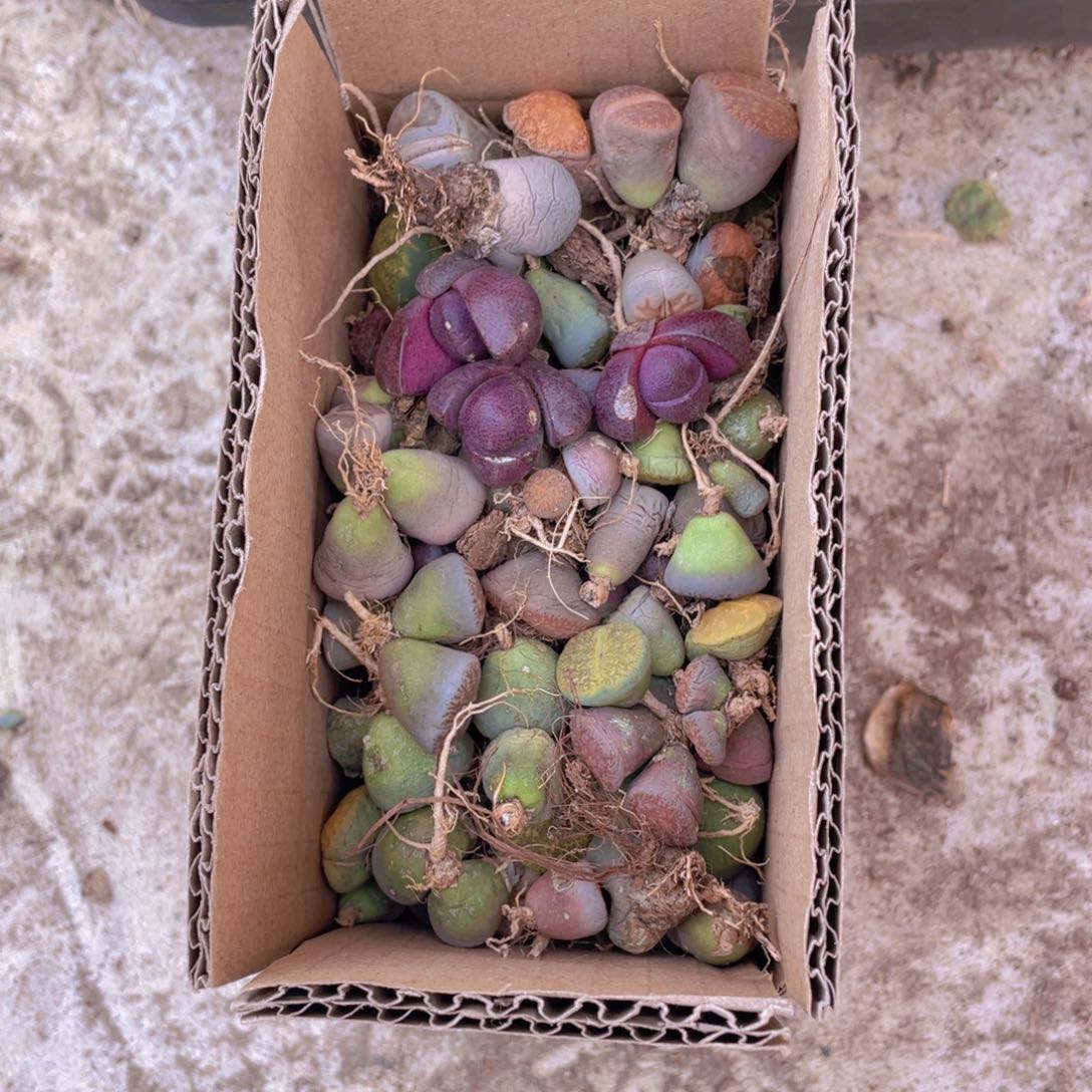 一箱脱土单头888888888888