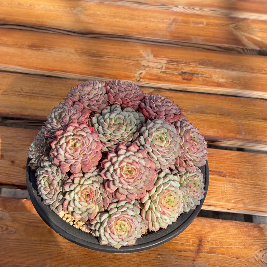 12111111111111111111111