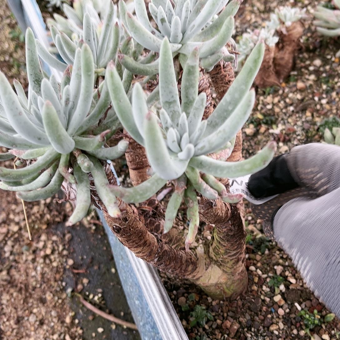 9345奥特仙女杯多肉