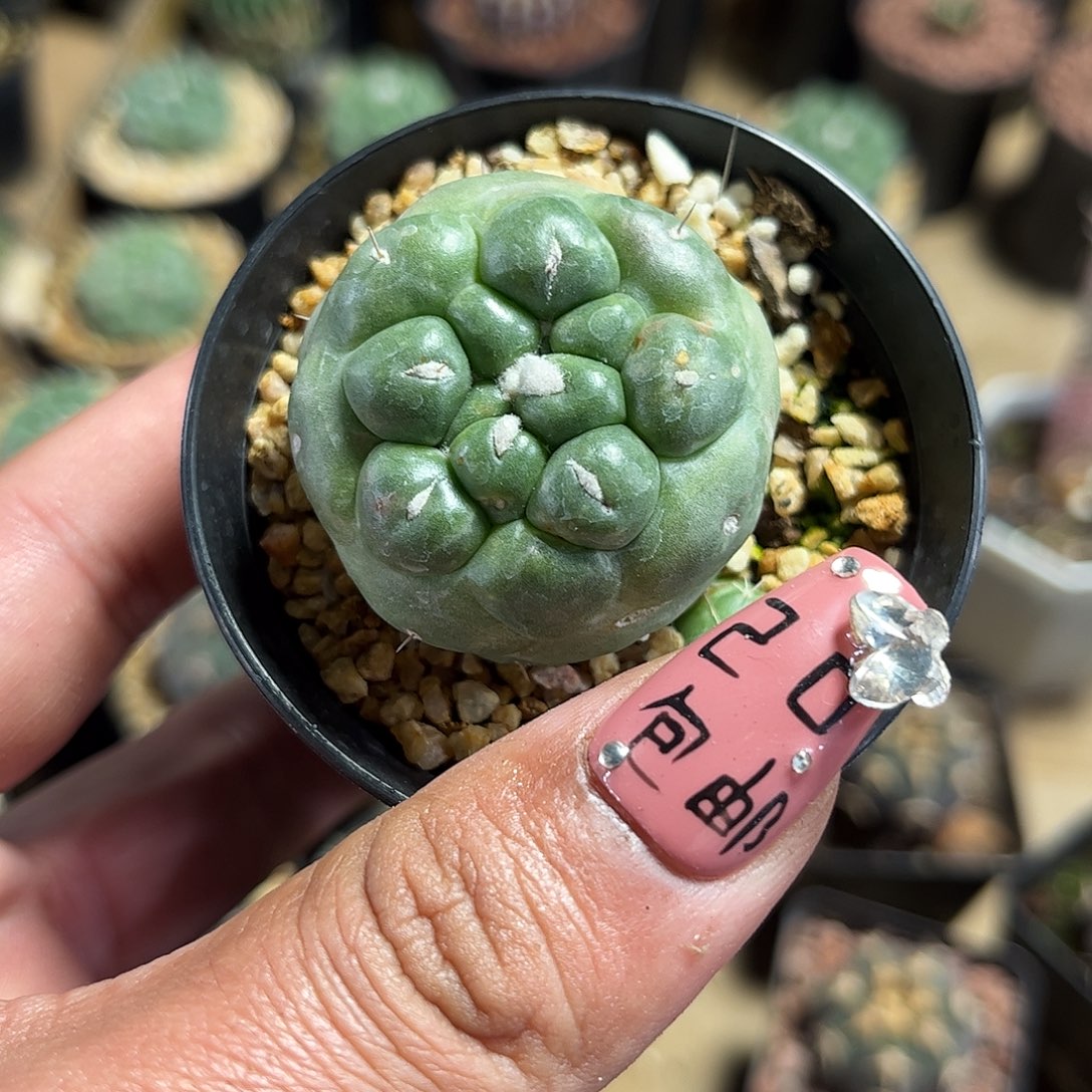 无刺象牙单头发货单头