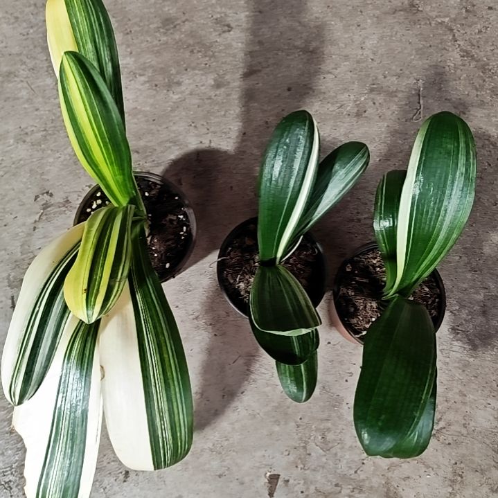 当前无花栽培后可以开花彩兰2颗
