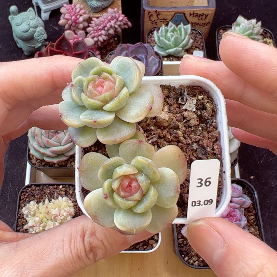 白恋36、哈哈哈哈