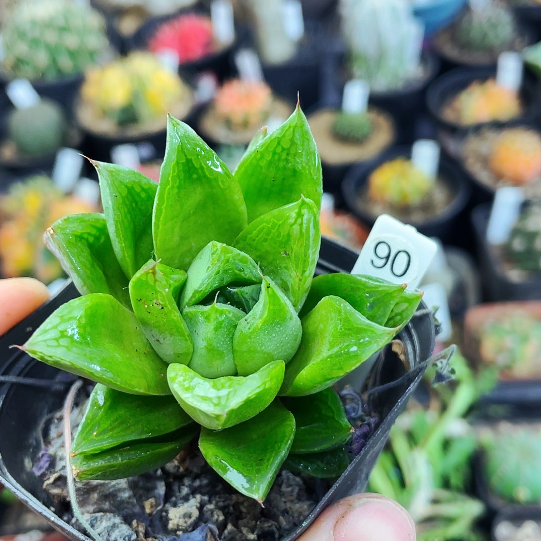 非偏远地区满25包邮仙人球