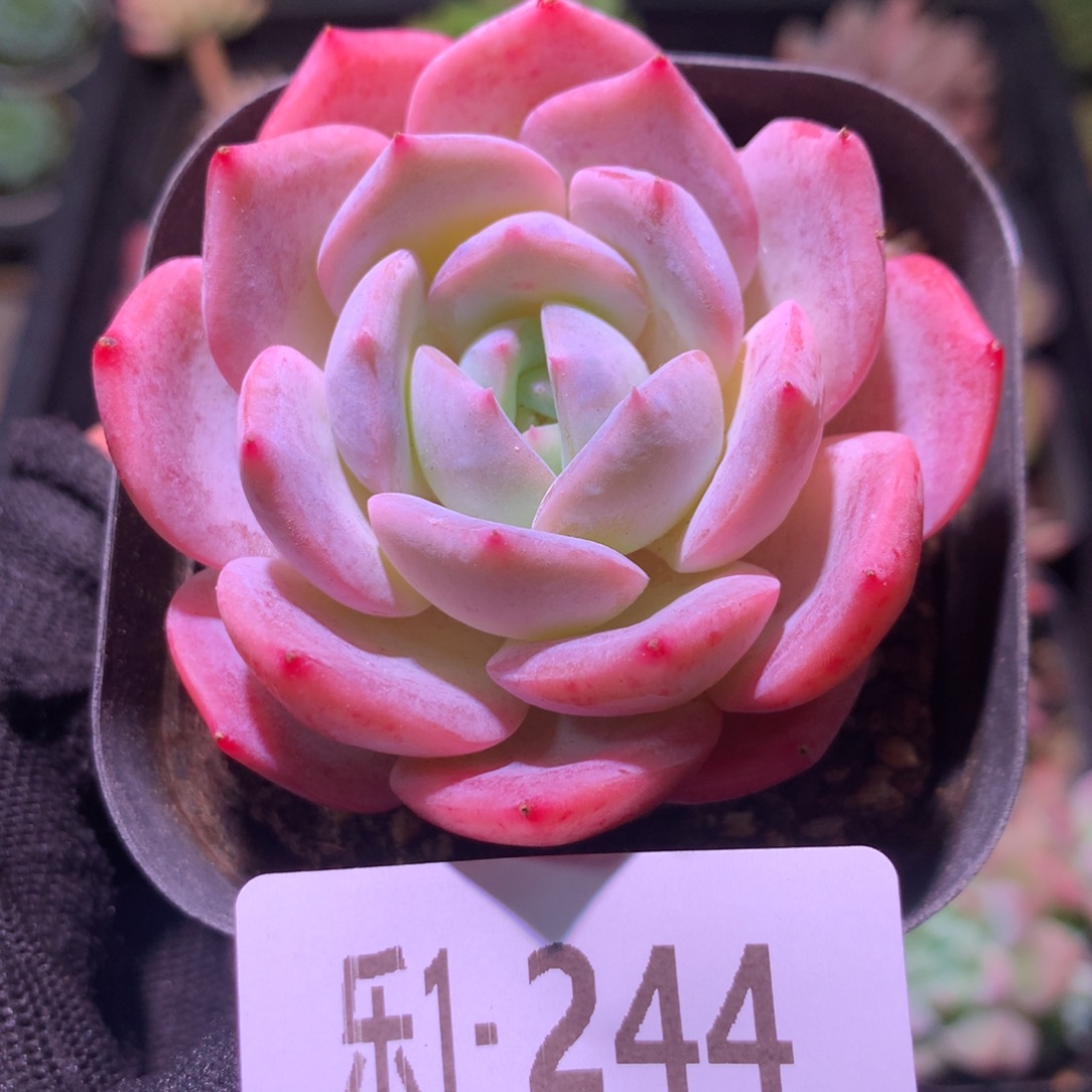 乐然 1-244 紫皇后 