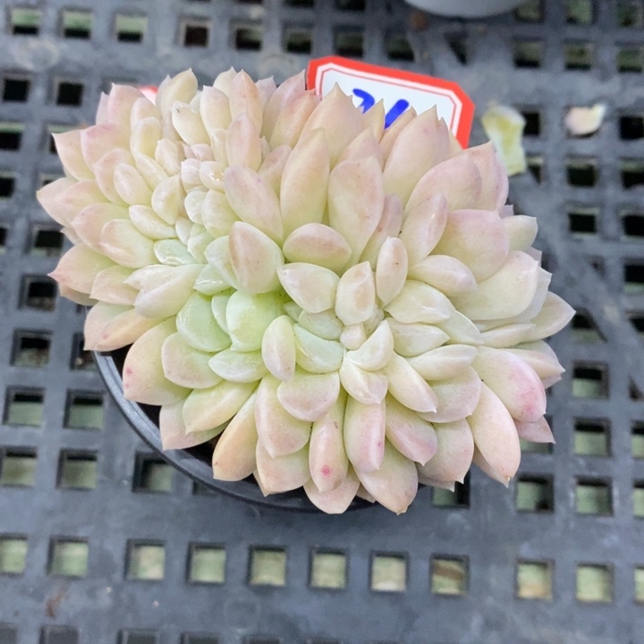 陈*奶油美人缀26