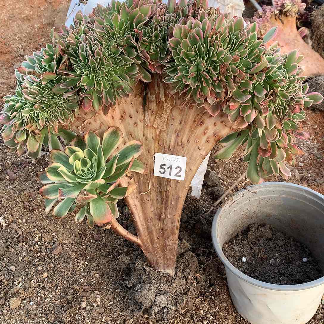 512白凤缀化一颗正版