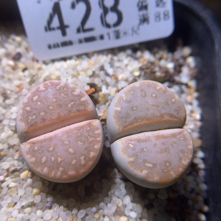 精品生生花212.428