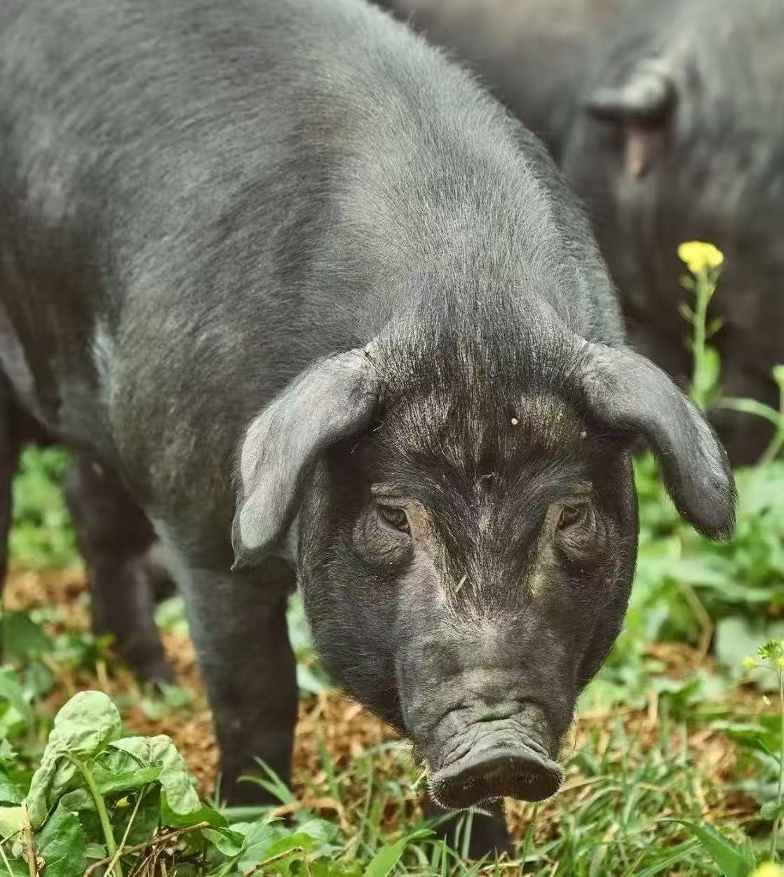 农家散养黑猪肉腊味合集现场称重1号链接