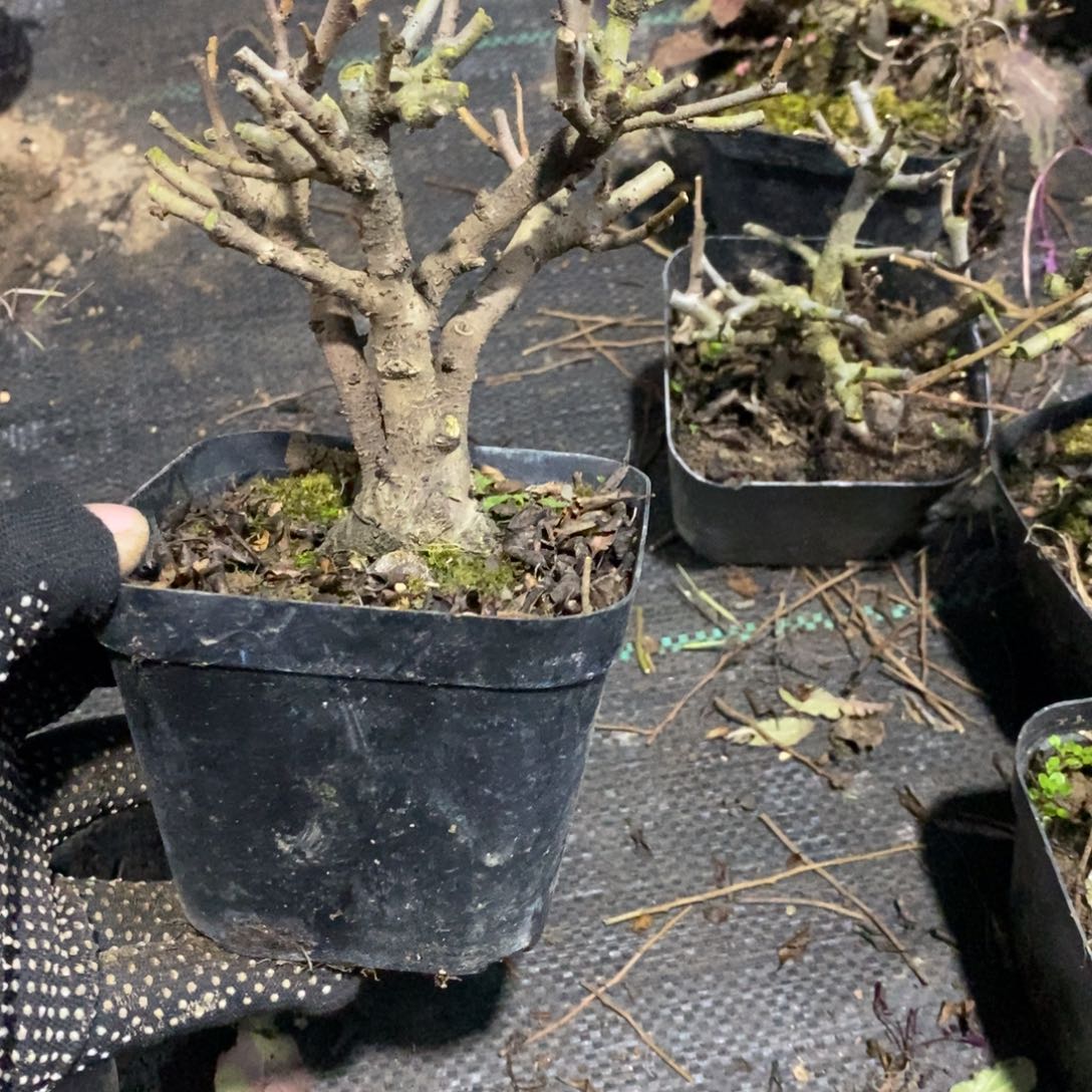 *****无花朵盆景盆景30