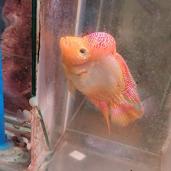 海水鱼222222232222