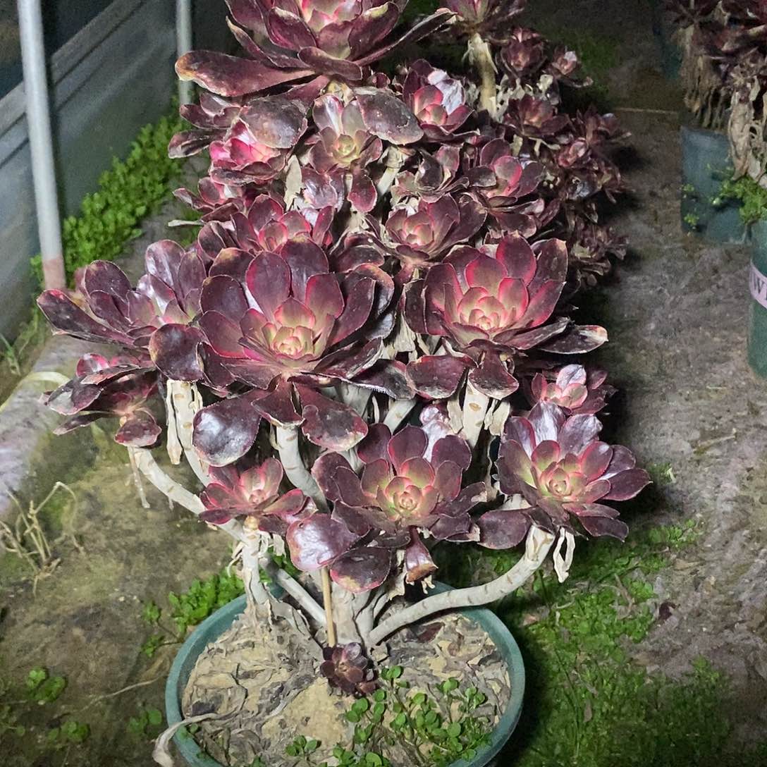 多肉植物二十四号丽娜