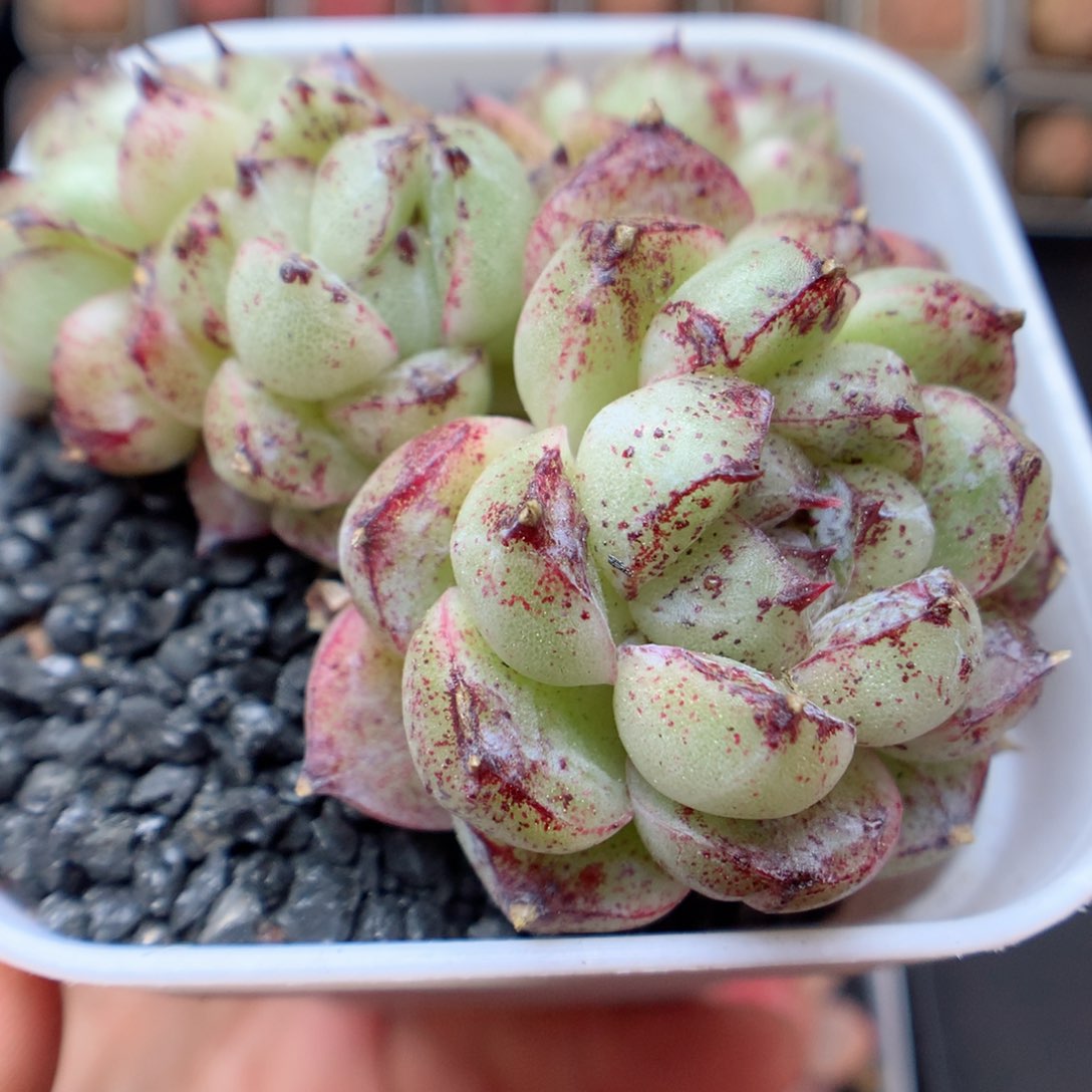 一物一拍精品多肉。黑芝麻 27