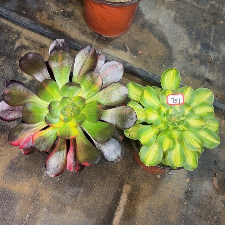 组合751多肉植物多肉