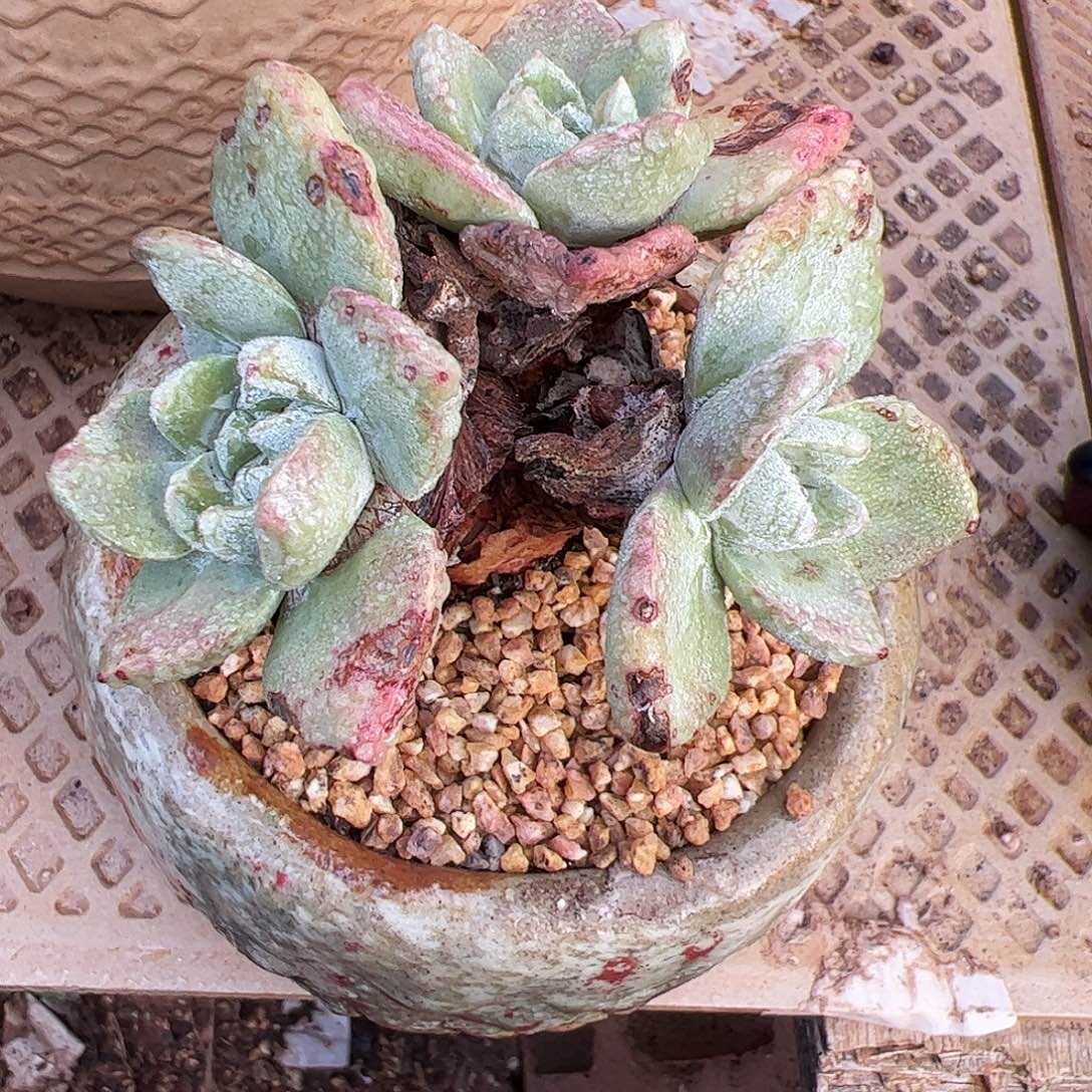 4759泡西弗洛拉仙女杯