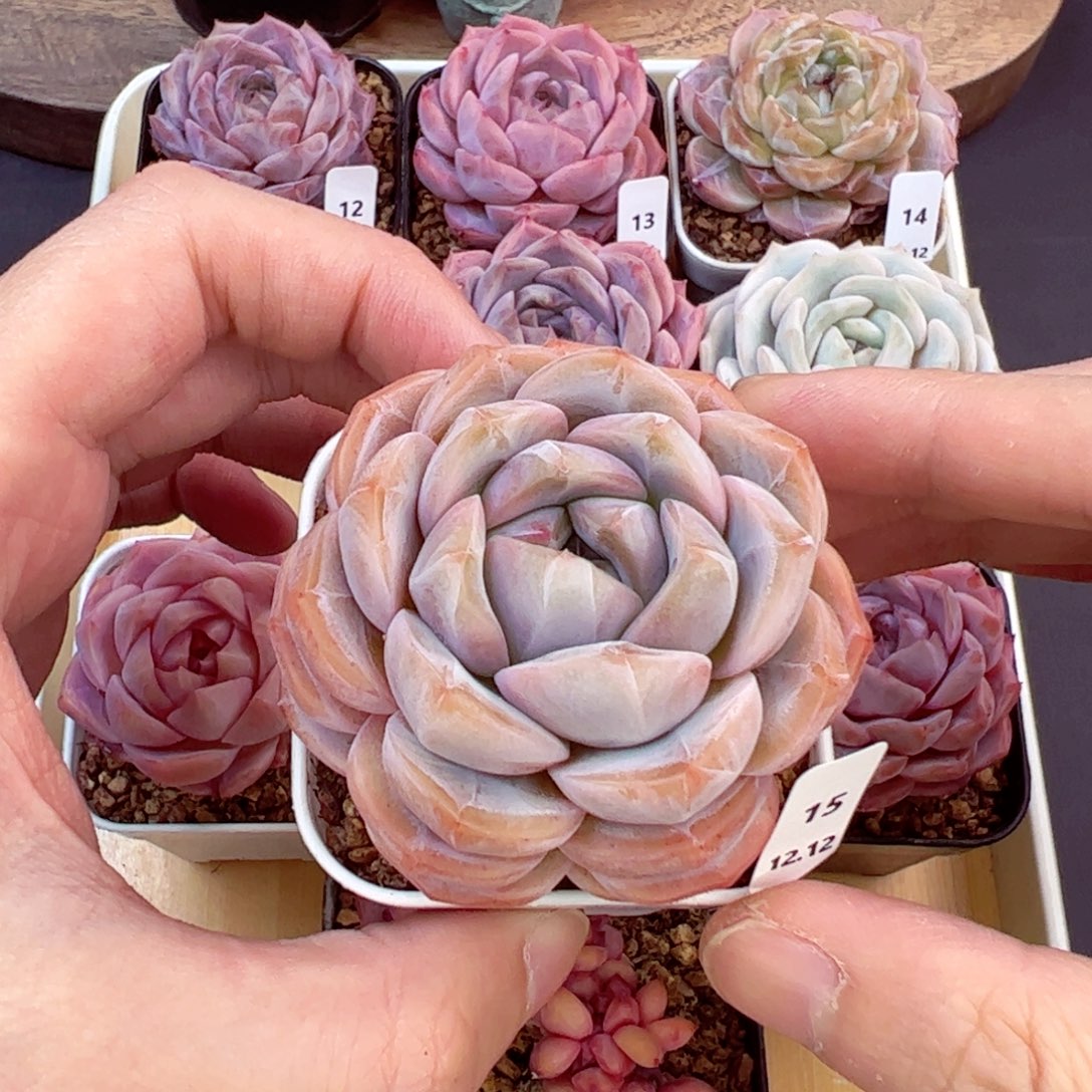 好好看15、哈哈哈哈