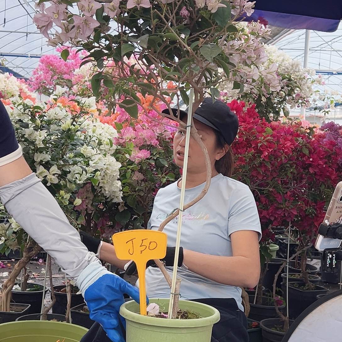 H***h大部分花苞少量开放J50苹果花