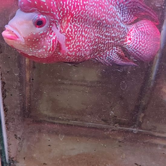 罗汉鱼222222222222