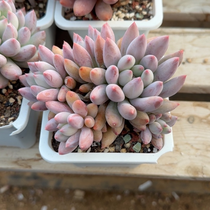 所罗门老桩多肉五十包邮