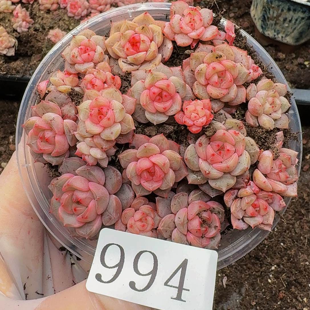 多肉植物多肉植物994