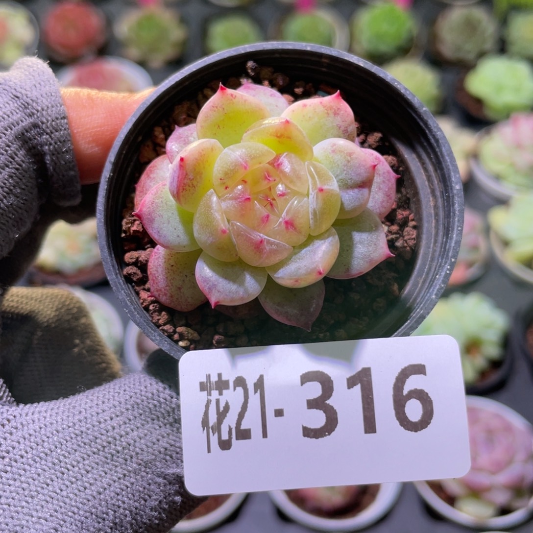 花利美21-316珍妮