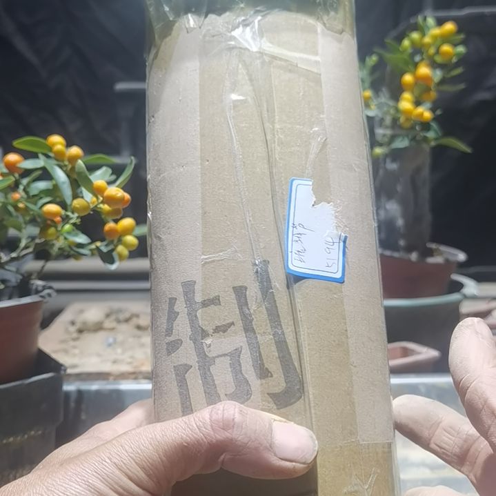 完全开放金豆小橘子绿植