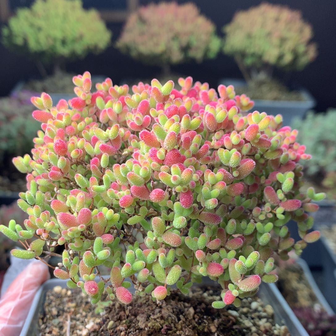 569蜜橘糖球 。      