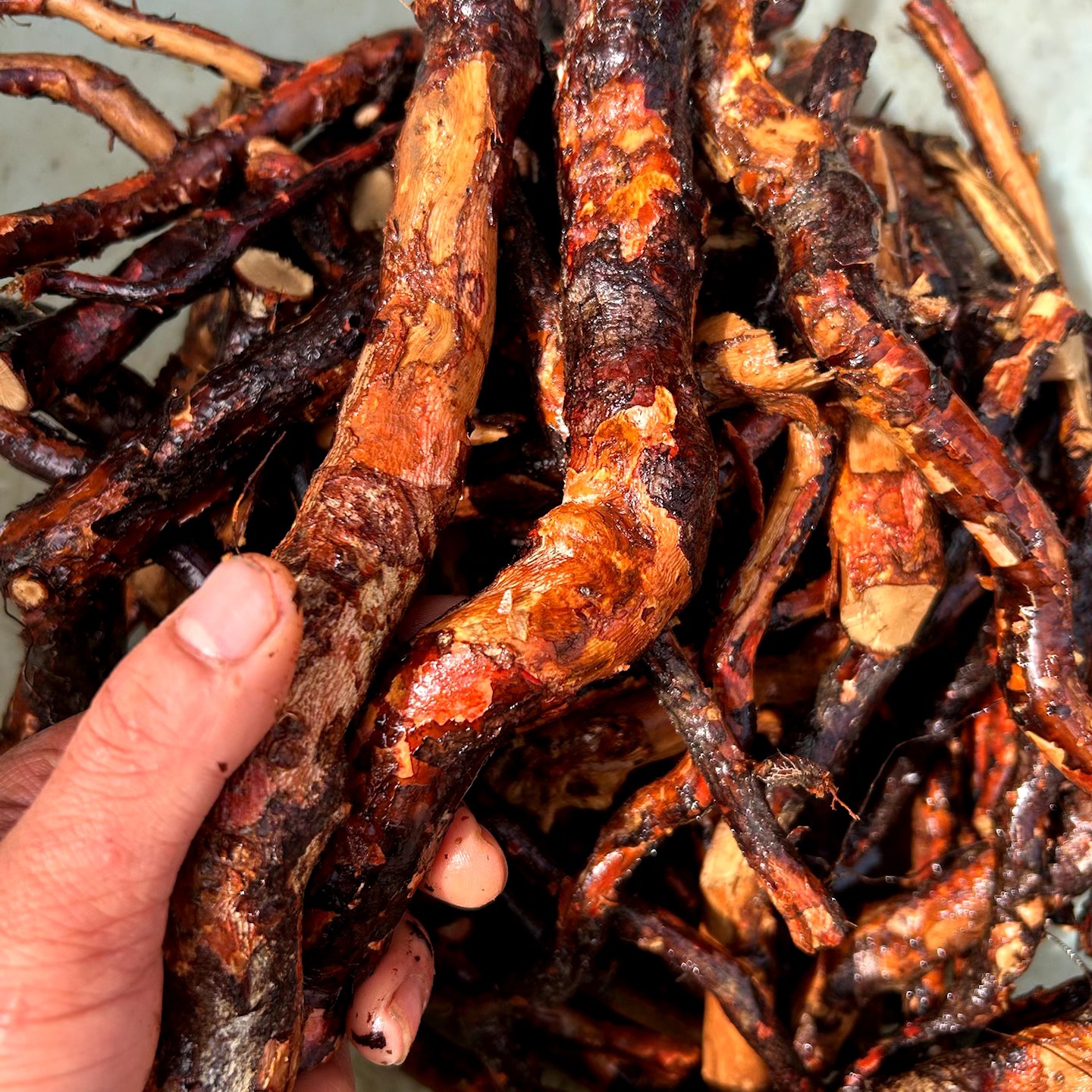 野生刺梨根 贵州深山刺梨根，农家采挖