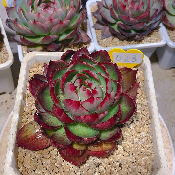 惊鸿仙子多肉植物23