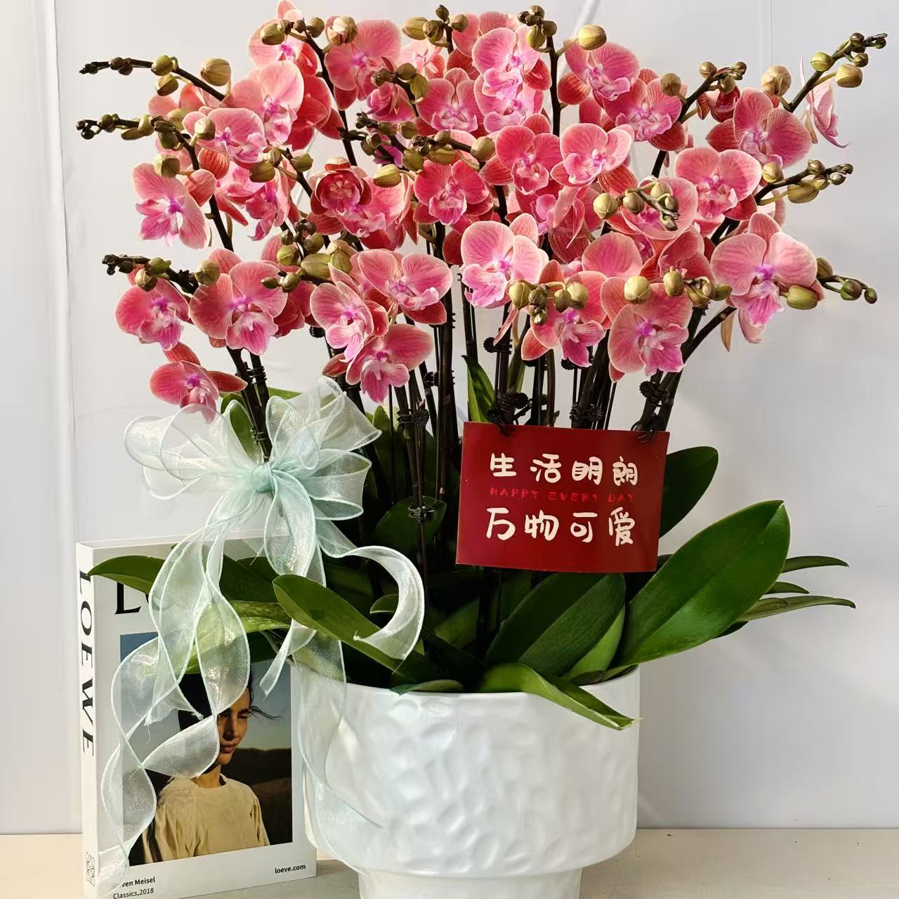 鼎胜【唯美】蝴蝶兰盆栽花卉观花植物室内四季开花优质耐旱8-20