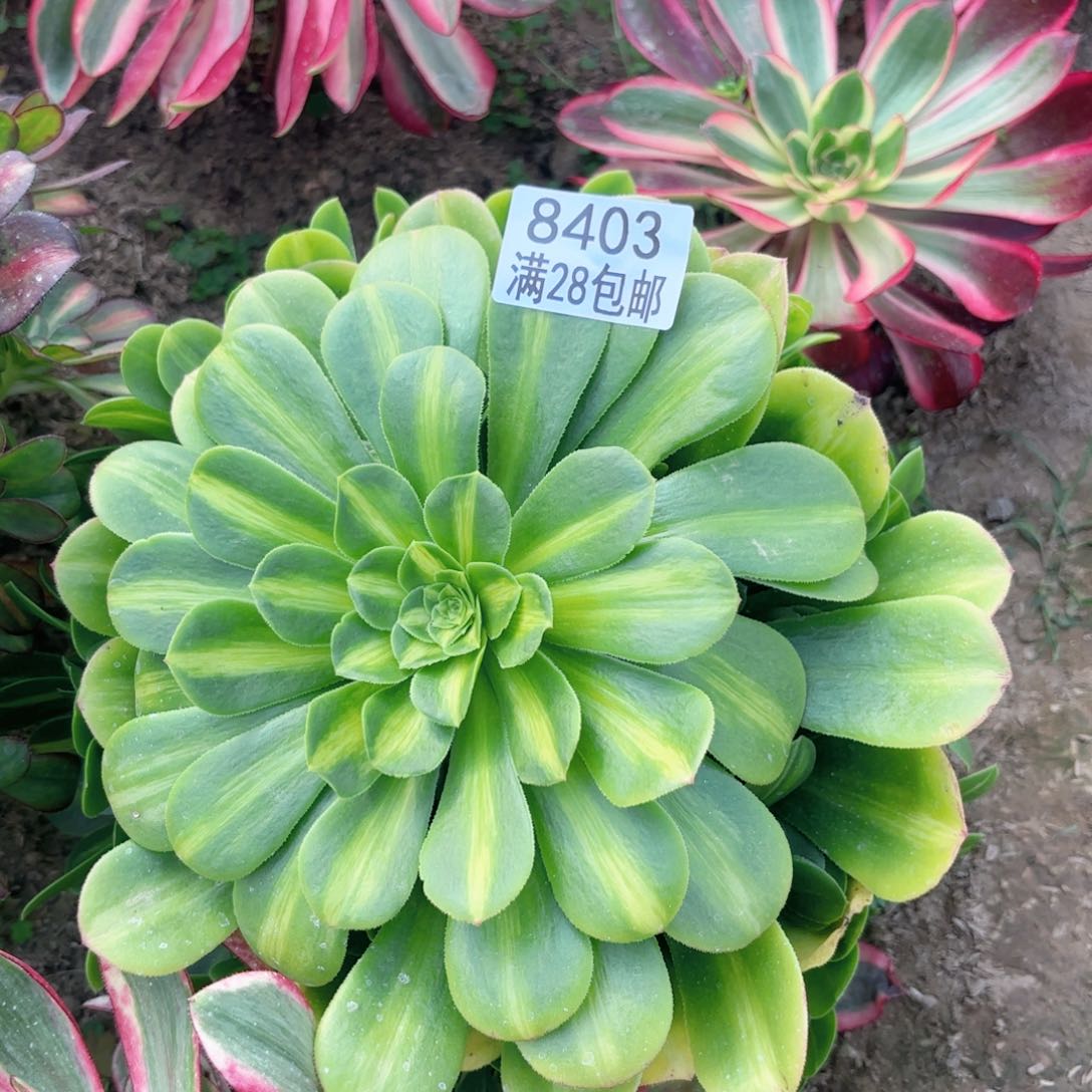 D. 8403翡翠琉璃多肉